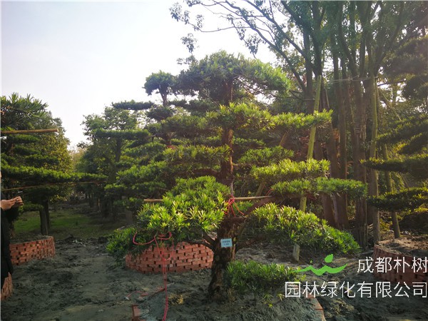 四川省-成都市-温江苗木基地直销的20公分罗汉松价格详情